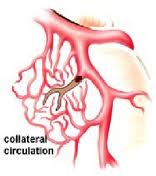 collateral-circulation from ecp and eecp therapy