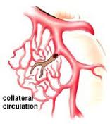 collateral-circulation